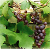 Biodynamiske druer