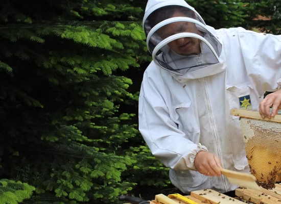 Kurser om biodynamisk biavl