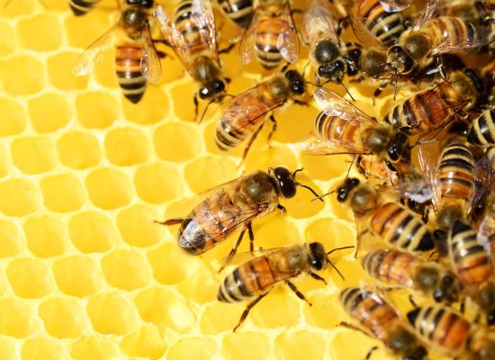 Biodynamisk specialpr&aelig;parat mod varroa-mider hos bier