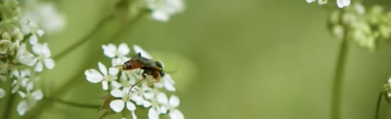 Film og podcast Biodynamisk Forening