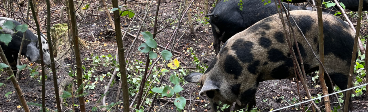 Ønsker du at afmelde nyhedsbrev fra Biodynamisk Forening?