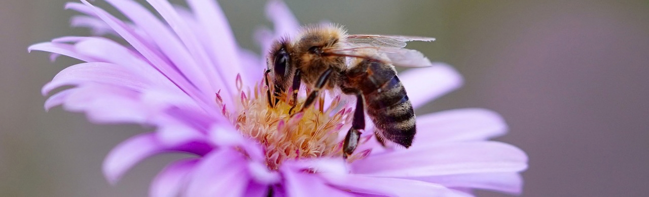 Biodynamiske frugtbare frø