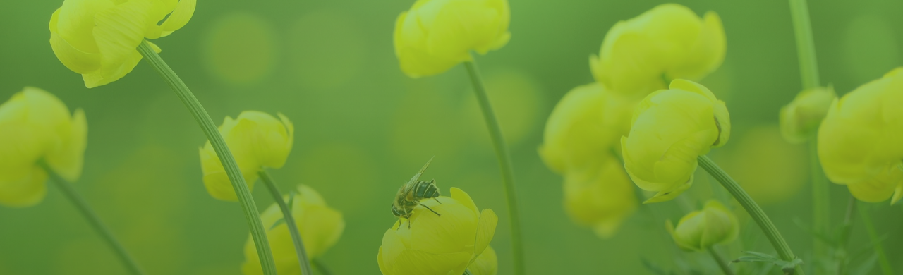 Bestyrelsen i Foreningen for Biodynamisk jordbrug, Biodynamisk forening